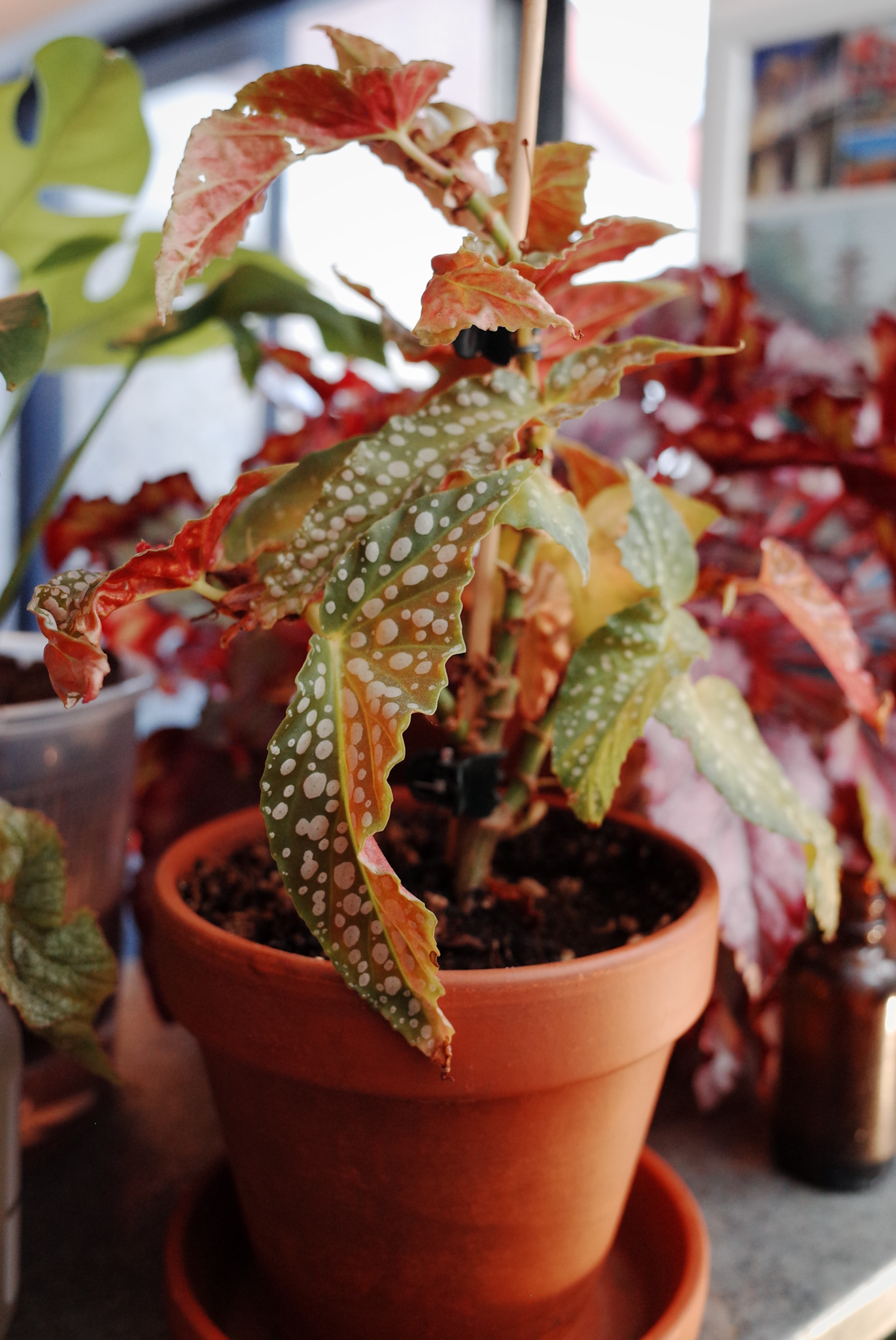 Begonia 'Cracked Ice'